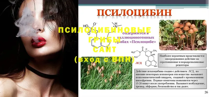 Галлюциногенные грибы Psilocybe  Надым 